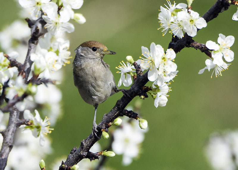 Capinera (Sylvia atricapilla) ♂ e ♀